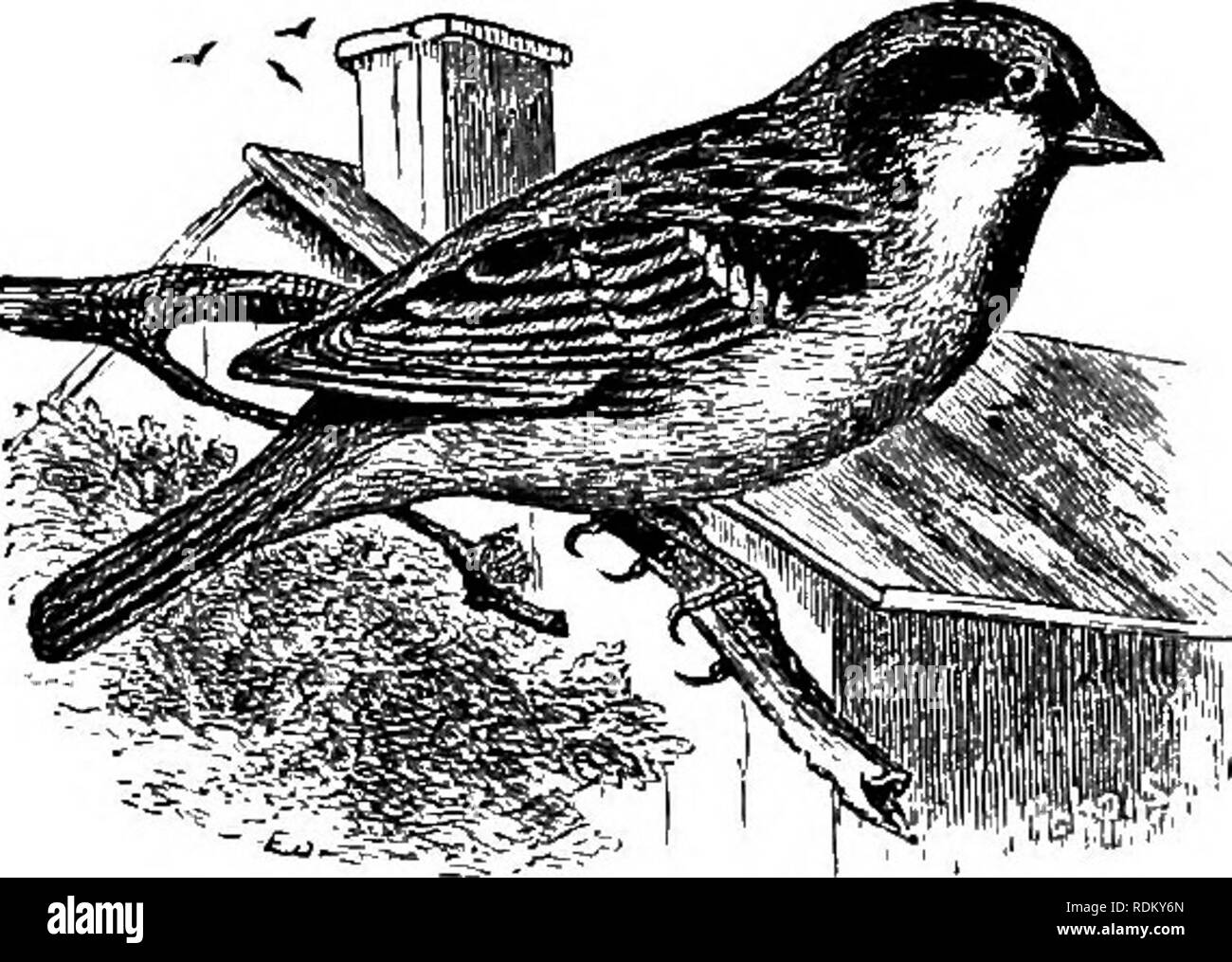 . The birds of Illinois and Wisconsin. Birds; Birds. 570 Field Museum of Natural History — Zoology, Vol. IX. found the nests of three pairs near Shiocton in 1883. It probably breeds regularly in the northern part of the state, as Mr. John F. Ferry found it not uncommon near Woodruff, Vilas County, during the last week in June, 1908. The nest is built in trees, usually at a considerable distance from the ground. It is composed of grass, twigs, and hair. The eggs are from 4 to 6, clear blue, spotted and marked about the larger end with dark brown, and measure about .80 x .56 inches. Genus PASSER Stock Photo