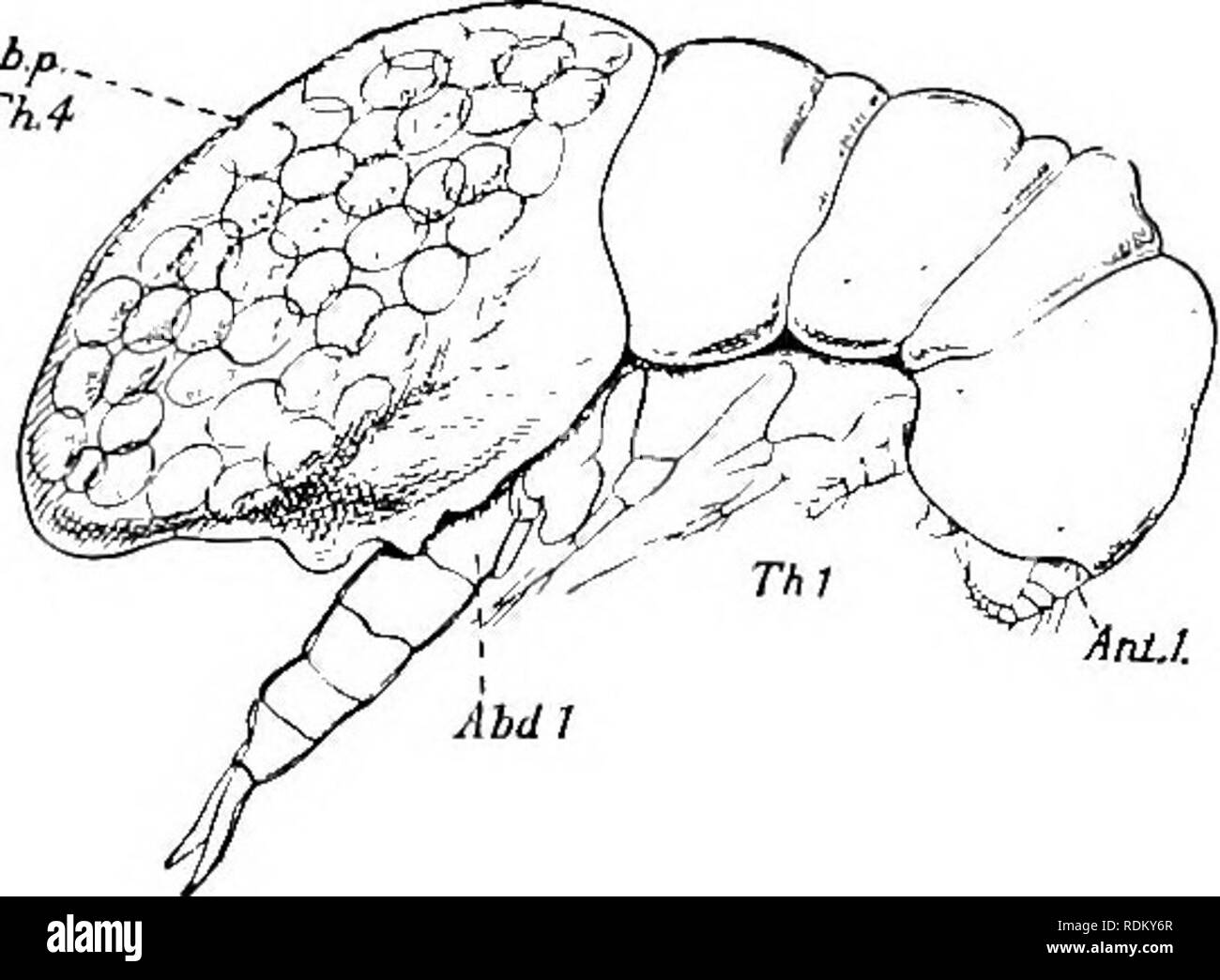. The Cambridge natural history. Zoology. 66 CRUSTACEA COPEPODA chap. parasite. The adult organs now begin to be differentiated, as shown in Fig. 32, 0, from the undifferentiated cellular elements of the N^auplius, the future adult organism being enclosed in a spiny coat from which it escapes. At this stage it occupies a large part of its host's body, lying in the distended ventral blood- vessel, and it escapes to the outside world by rupturing the body- wall of the worm, leaving behind it the second antennae, which have performed their function as a kind of placenta. Malaquin, to whom we owe  Stock Photo