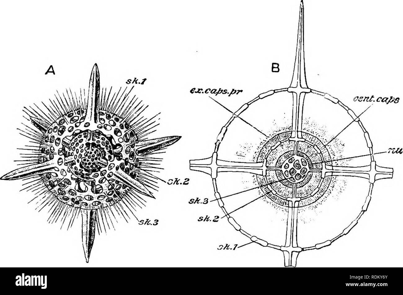 The Cambridge Natural History Zoology Heliozoa Radiolaria 77 Spumellaria Sublegion 1 Collodaria 1 Skeleton Absent Or Of Detached Spicules Colonial Or Simple Order I Coixoidea Skeleton Absent Families 1 2 Thcdassicolla Huxl Nalassophysa