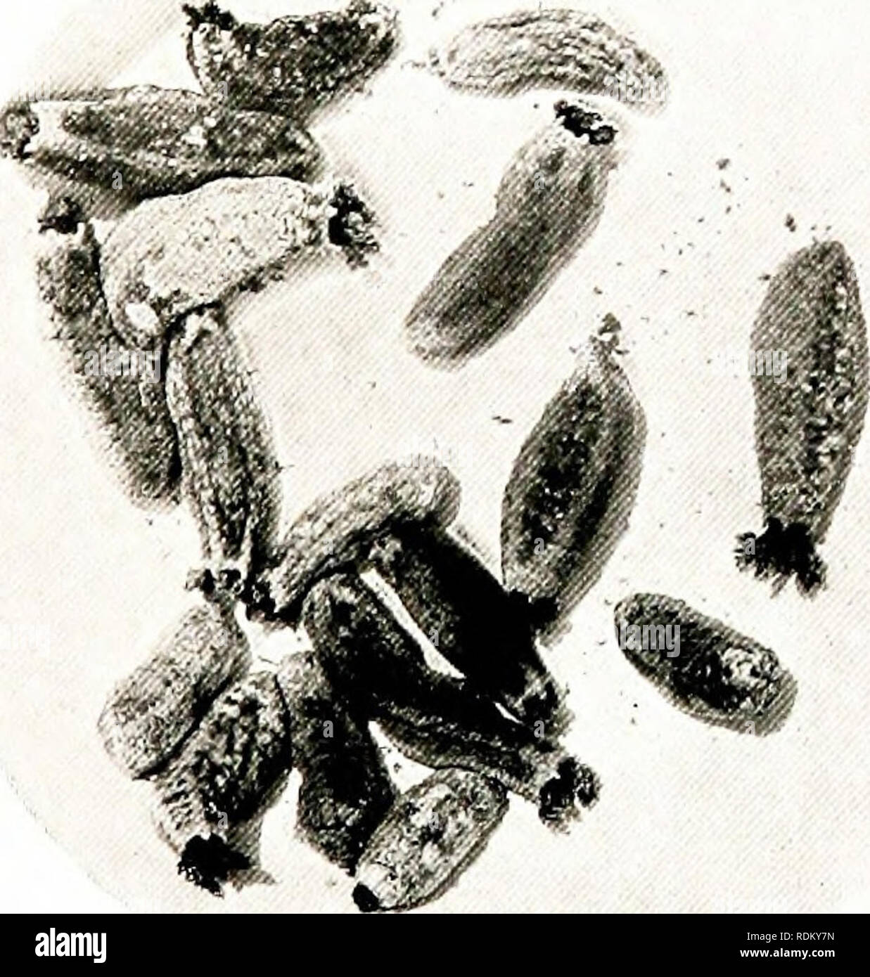 Jointed Worm - Bright Jointed Worm - Bright