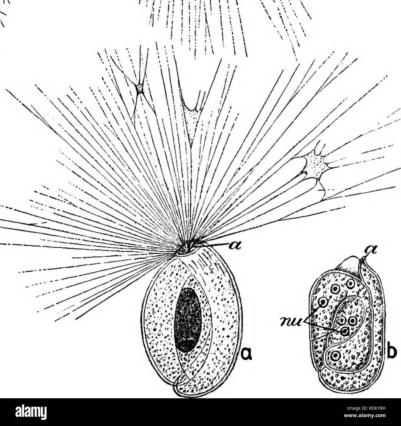 . The Cambridge natural history. Zoology. m w. EotaUa w 1. Allogromia 5. Squamulina. 4. Miliola [Quinqueloculina) Fig. 14.—Various forms oi Foraminifera. In 4, Miliola, a, shows the living animal; 6, the same killed and stained ; a, aperture of shell; /, food particles ; nu, nucleus ; sh, shell. (From Parker and Haswell, after other authors.) the species or of its stage of growth, so as to give rise to circular, spiral, or irregular complexes (see Fig. 13). In most VOL. I F. Please note that these images are extracted from scanned page images that may have been digitally enhanced for reada Stock Photo