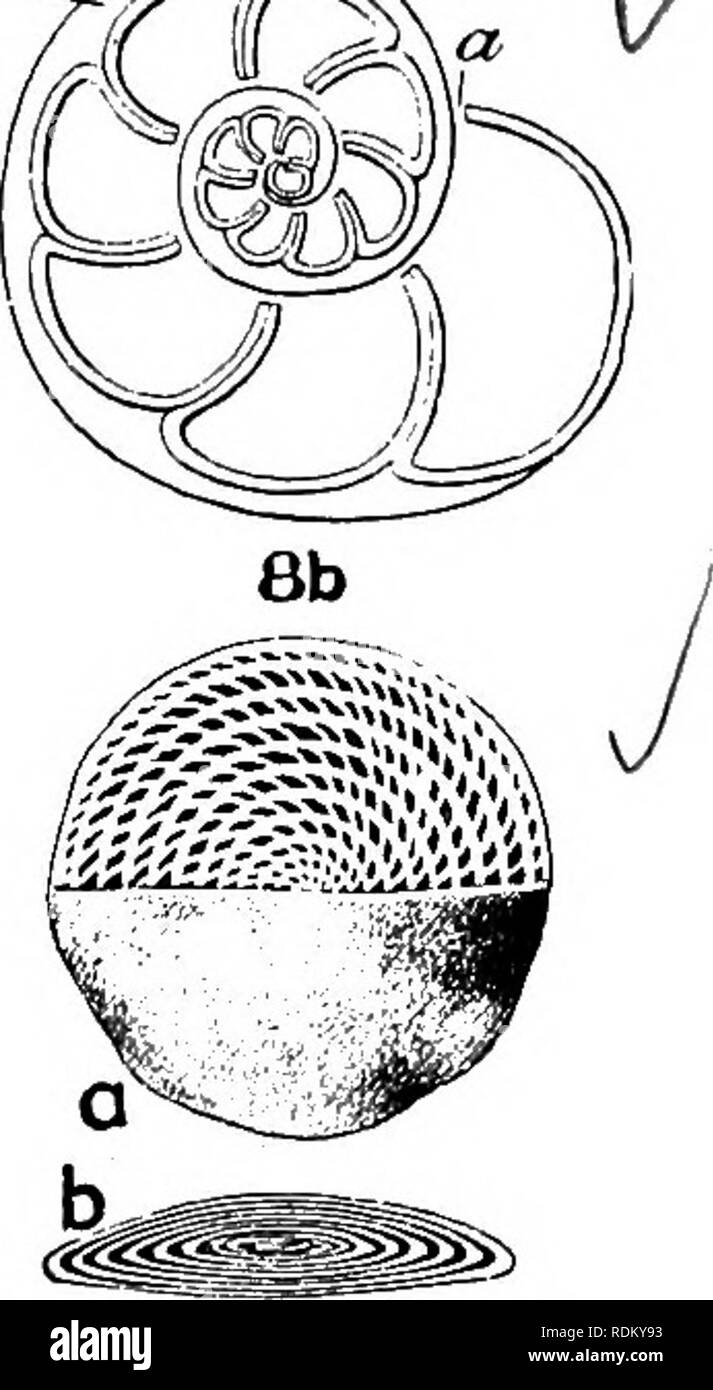 . The Cambridge natural history. Zoology. 5. Spiroloculjna 4 ...