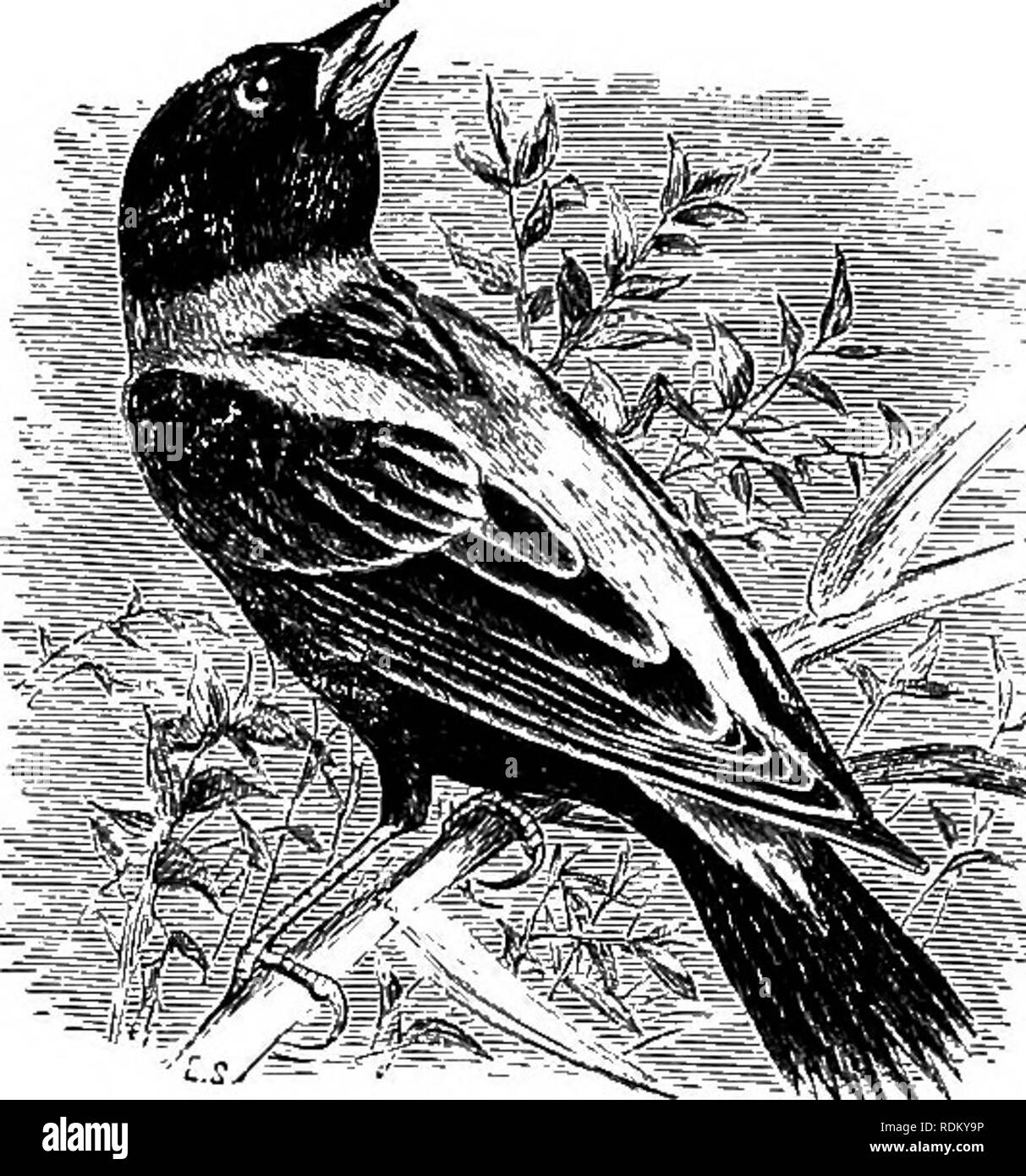 . The birds of Illinois and Wisconsin. Birds; Birds. Jan., 1909. Birds of Illinois and Wisconsin — Cory. 551 Genus DOLICHONYX Swainson. 223. Dolichonyx oryzivorus (Linn.). Bobolink. Distr.: Ranges in North America from the Atlantic coast west to Utah and Montana, north to Ontario, south to Florida and the Gulf coast; winters in South America. Adult male in spring: Head, throat and under parts, black; the feathers of under parts, either edged with pale buff or entirely black,. Bobolink. according to season; a patch of pale tawny or tawny buff on back of neck; upper back, black, with tawny strea Stock Photo