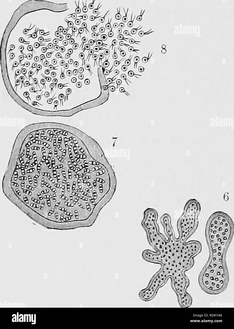 . The Cambridge natural history. Zoology. Fig. 9.—Trichosphaerium sieboldii. 1, Adult of ''A&quot; form; 2, its multiplication by fission and gemmation ; 3, resolntion into 1-nucleate amoeboid zoospores ; 4, development (from zoospores of &quot;A&quot;) into &quot;B&quot; form (5); 6, its multiplication by fission and gemmation; 7, its resolution after nuclear bipartition into minute 2-flagellate zoospores or (exogametes); 8, liberation of gametes ; 9, 10, more highly magnified pairing of gametes of different origin; 11, 12, zygote developing into &quot;A&quot; form. (After Schaudinn.) p. 29), Stock Photo