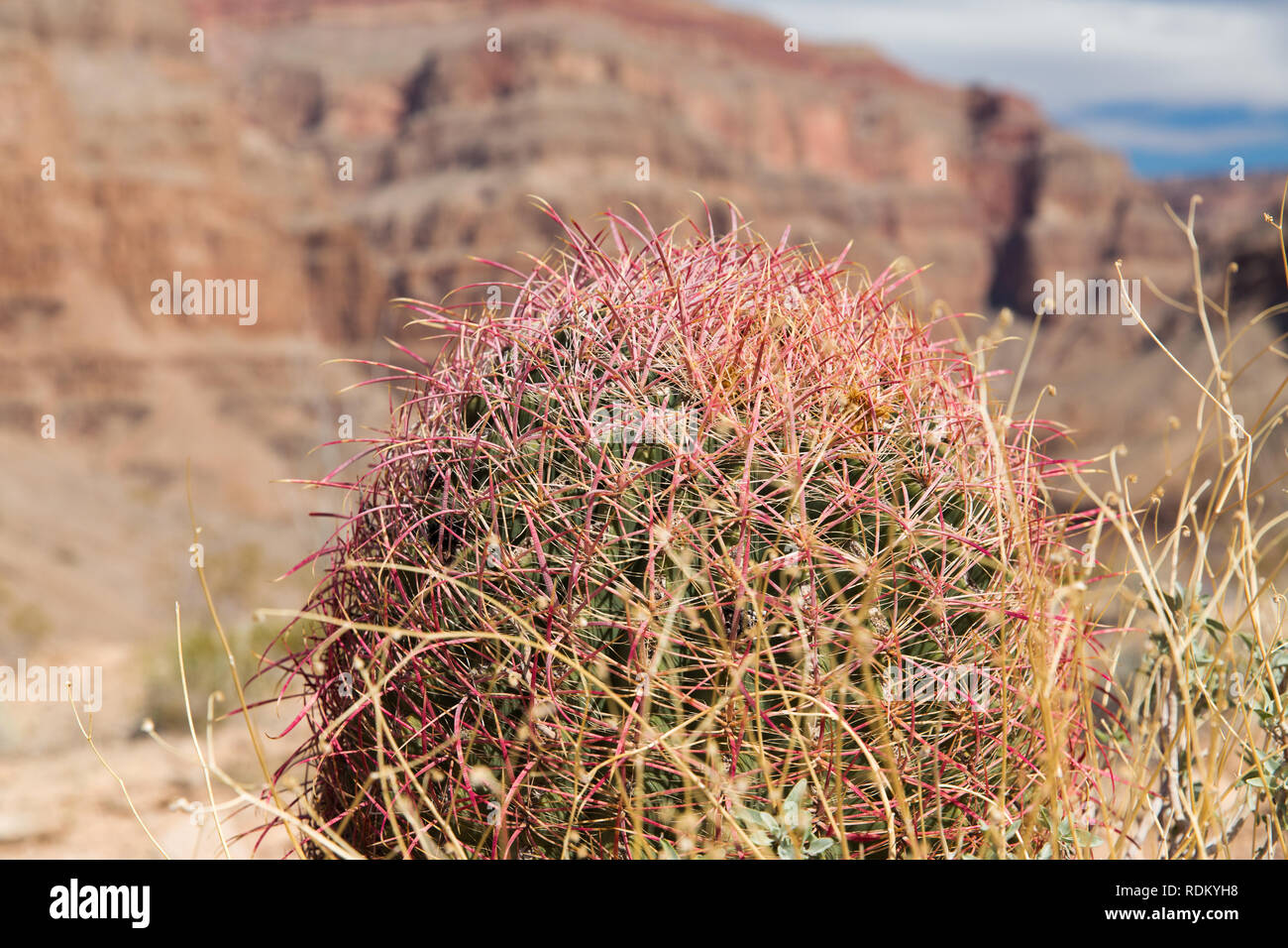 close up of barrel cactus growing in grand canyon Stock Photo
