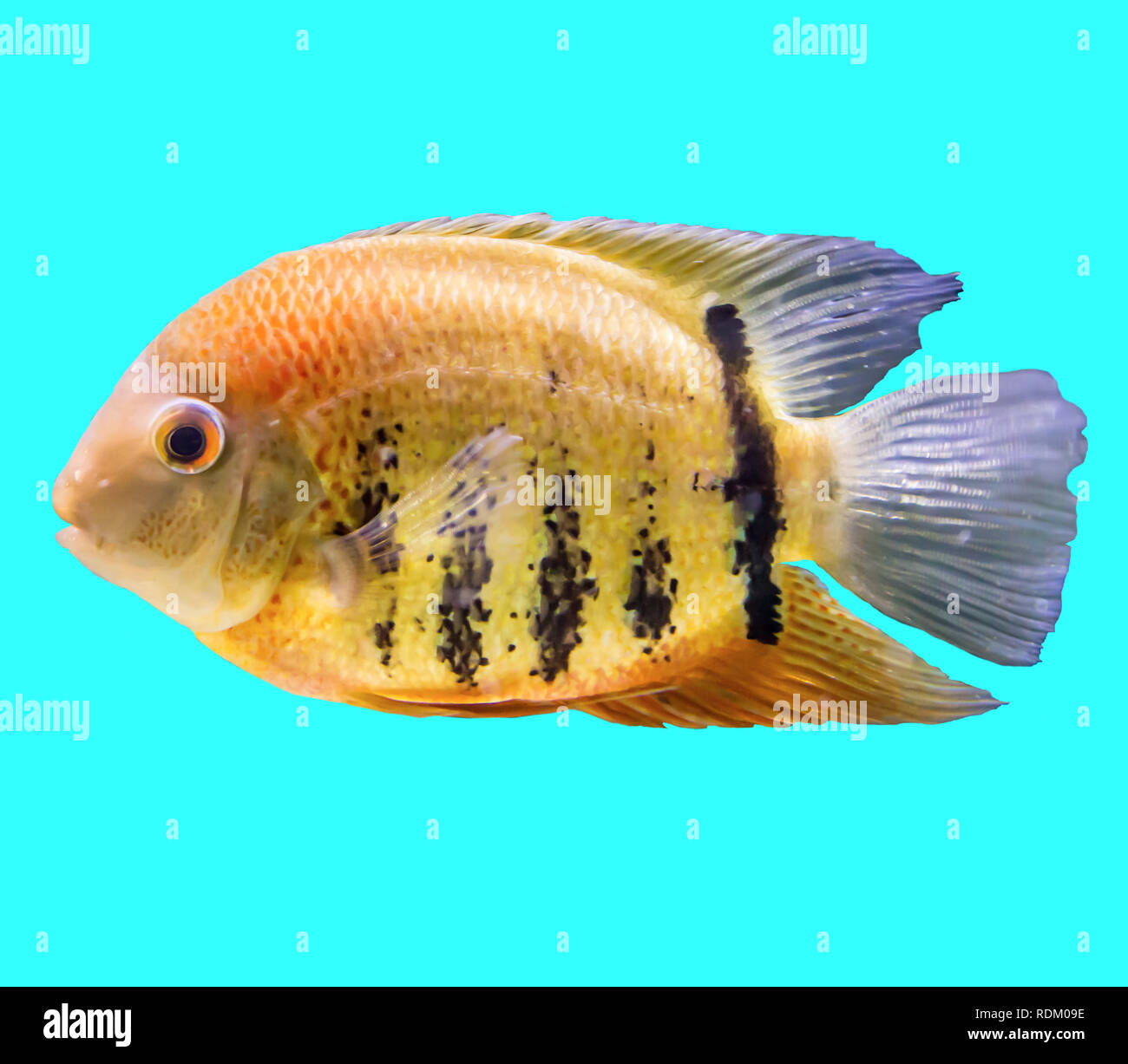 Striped fish from the Amazon and Orinoco. Heros efasciatus. Isolated photo on blue  background. Website about nature and aquarium fish. Stock Photo