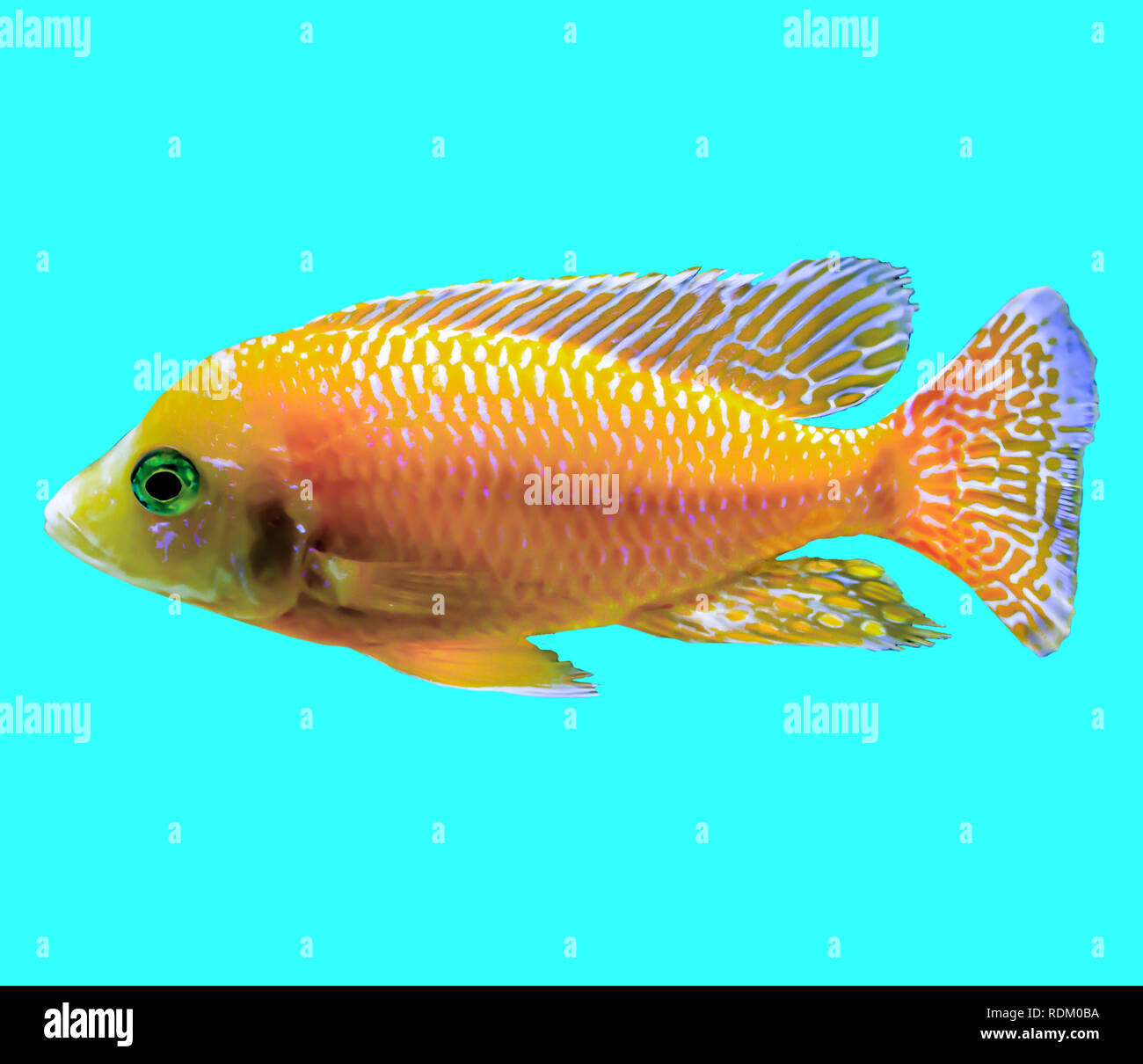 Orange tropical fish from the Indian Ocean. Pseudanthias .Isolated