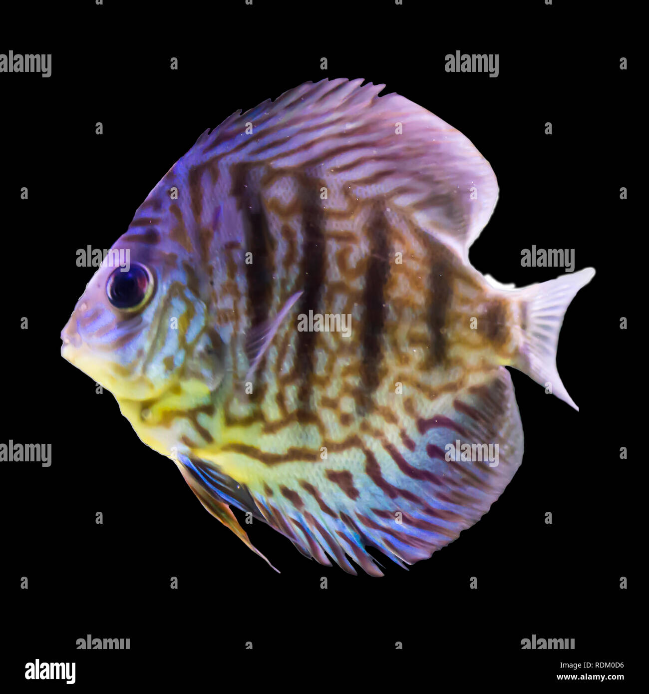 Tropical striped freshwater fish in an aquarium. Isolated photo on black background.Such fish like to draw children, artists and website designers. Stock Photo