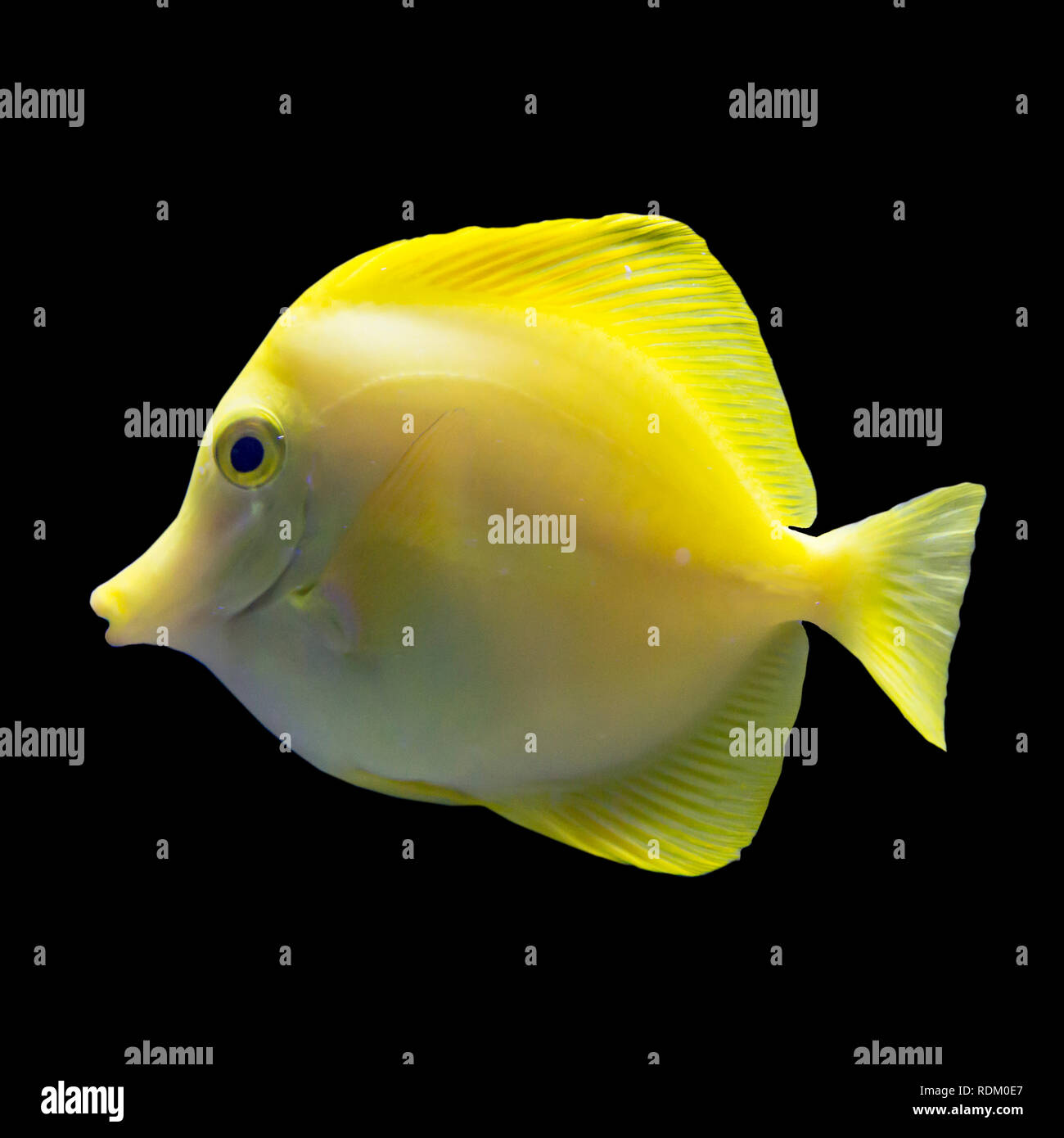 Tropical yellow freshwater fish in an aquarium. Isolated photo on black background.Such fish like to draw children, artists and website designers. Stock Photo