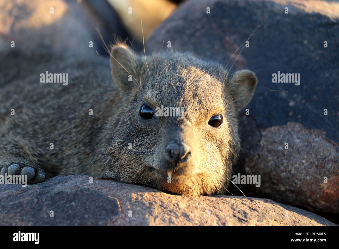 cute rock hyrax in the Quiver Tree Forest near Keetmanshoop - Namibia Africa Stock Photo