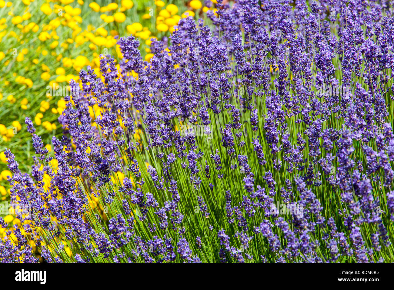 Perennial garden flower border plant Lavender Stock Photo
