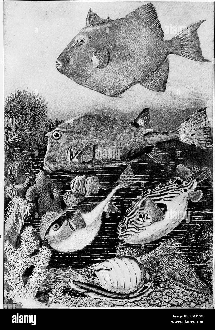 . The American natural history : a foundation of useful knowledge of the higher animals of North America . Natural history. Drawn by J. Carter Beard. REMARKABLE MEMBERS OP THE ORDER OF SOLID-JAW FISHES. (Page 410.) 1. trigger-pish (Balistes capriscus). 3. PORCUPINE fish (Chilomycierus geometricus), inflated. 2. box-fish (Oslracion tricornis). 4. puffer (Tetrodon litrgidus), with air-sac inflated.. Please note that these images are extracted from scanned page images that may have been digitally enhanced for readability - coloration and appearance of these illustrations may not perfectly resembl Stock Photo