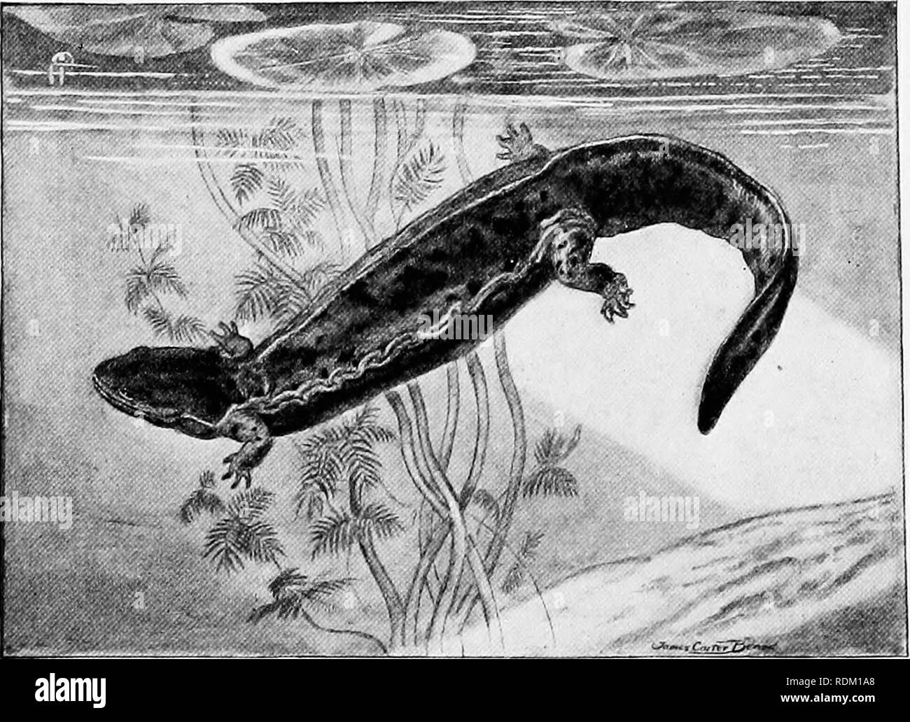 . The American natural history : a foundation of useful knowledge of the higher animals of North America . Natural history. 368 ORDERS OF AMPHIBIANS—TAILED AMPHIBIANS and the swift-running streams of the Dusky Salamander} Very frequently, salamanders are found un- derneath fallen trees, or stones, or under the bark of decaying logs; and on the western prairie farms the plough-share turns into the broad light of day many a burrowing amphibian. On the whole, the Spotted Salamander2 ap- pears to be the best species with which to intro- duce the North American group. It is distinctly marked, and o Stock Photo