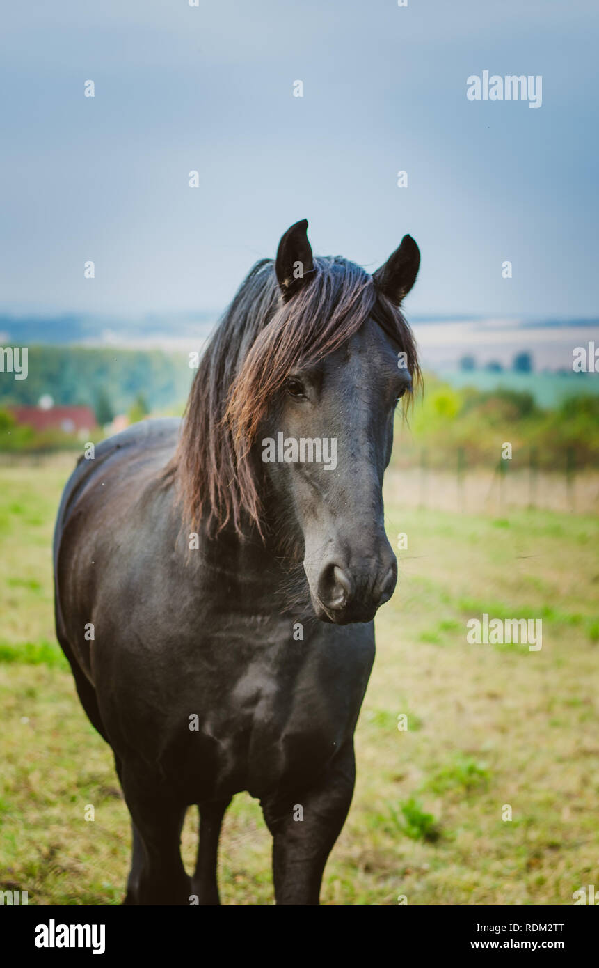 beautiful black horse posing in the farm Stock Photo Alamy