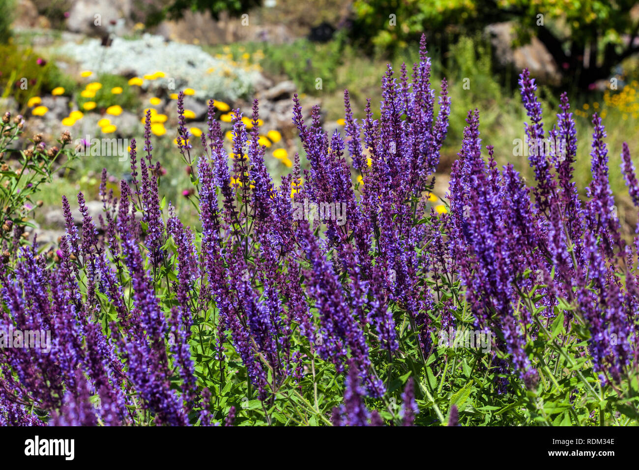 Perennial garden flower border plant, Stem Clasping Violet Sage, Salvia amplexicaulis Stock Photo