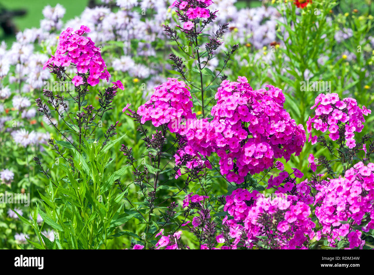 Perennial garden border Phlox flowers Stock Photo