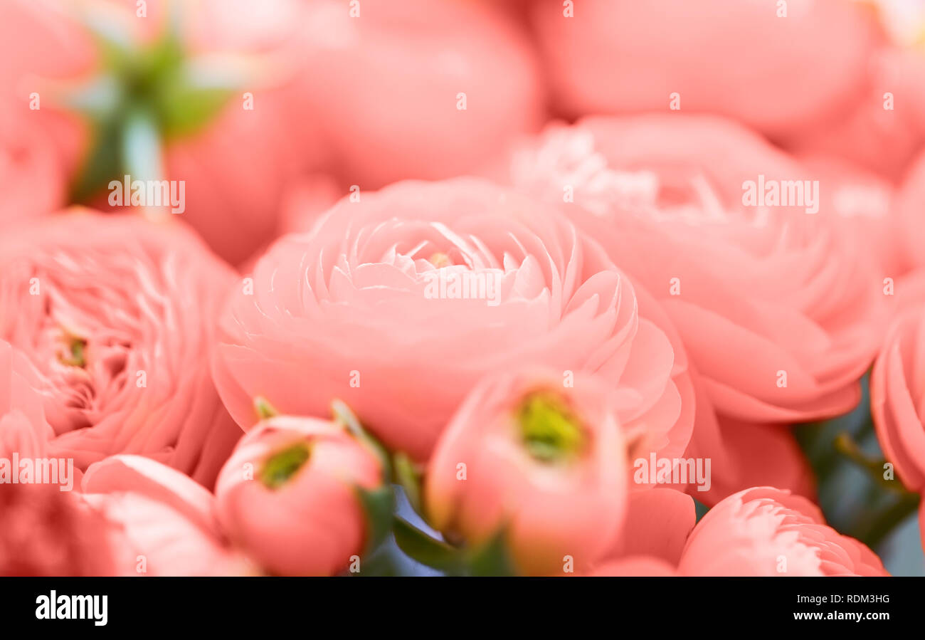 beautiful ranunculus flowers in living coral color Stock Photo