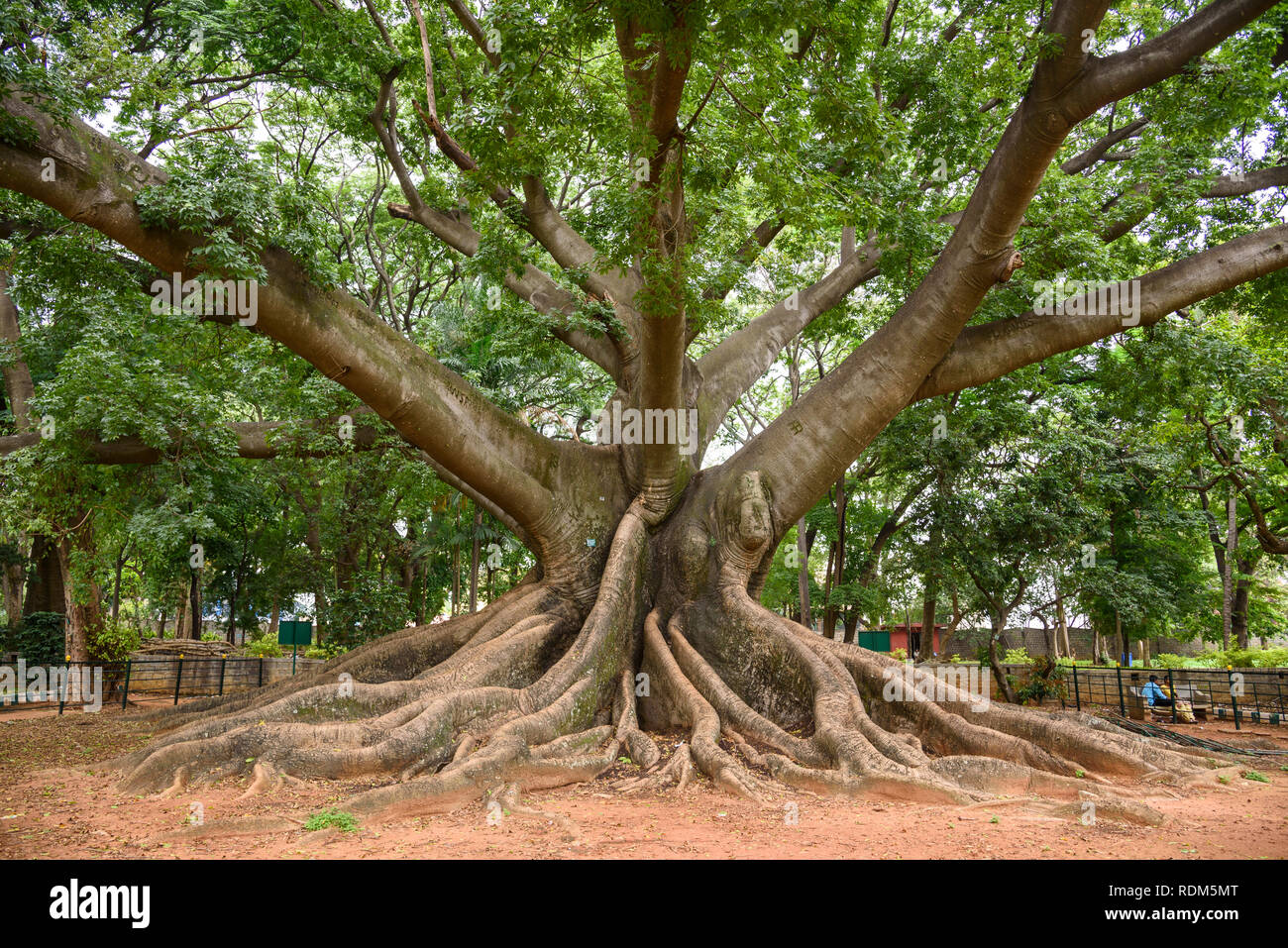 White silk cotton tree, Ceiba pentandra, Lalbagh Botanical Gardens, Banaglore, Bengaluru, Karnataka, India Stock Photo