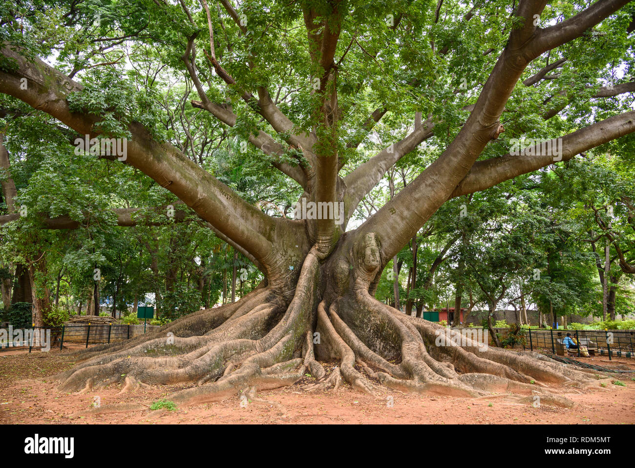 White silk cotton tree, Ceiba pentandra, Lalbagh Botanical Gardens, Banaglore, Bengaluru