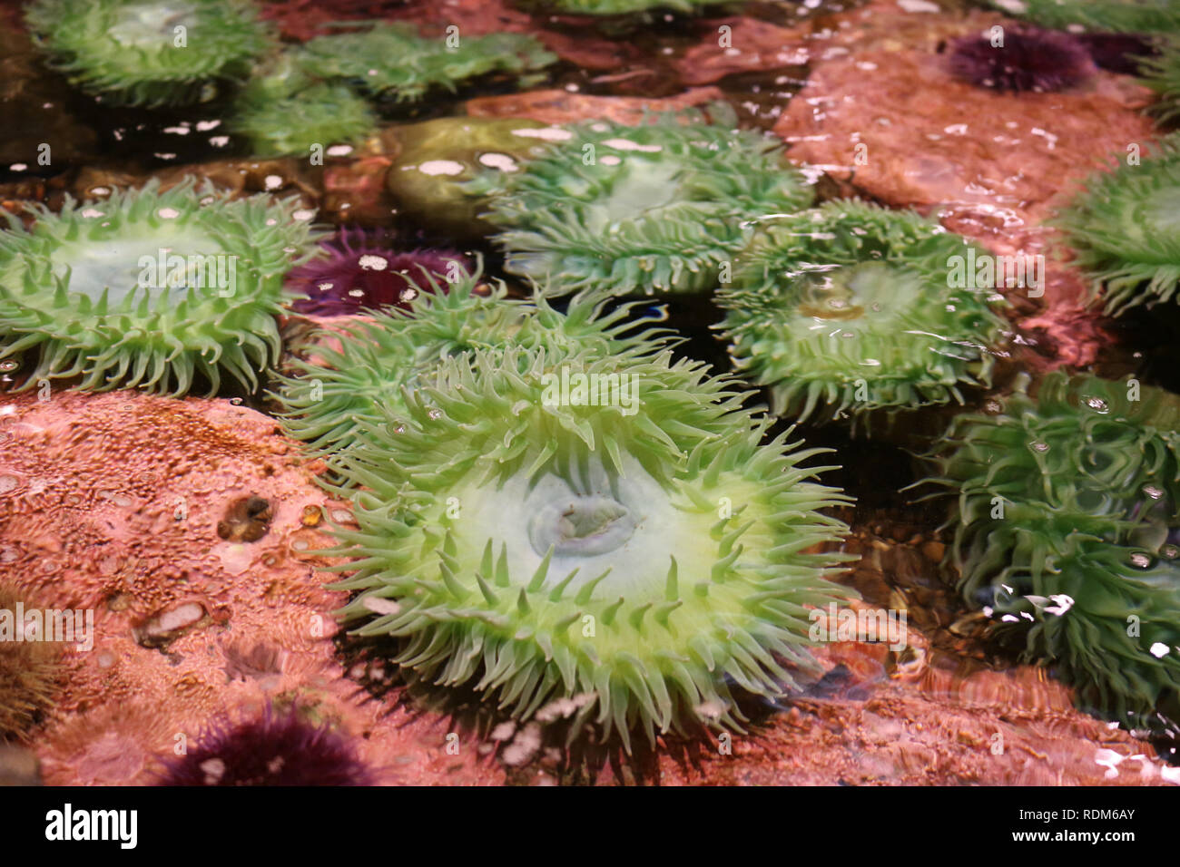 Green Sea Anemone (Anthopleura xanthogrammica) at the Seattle aquarium Stock Photo