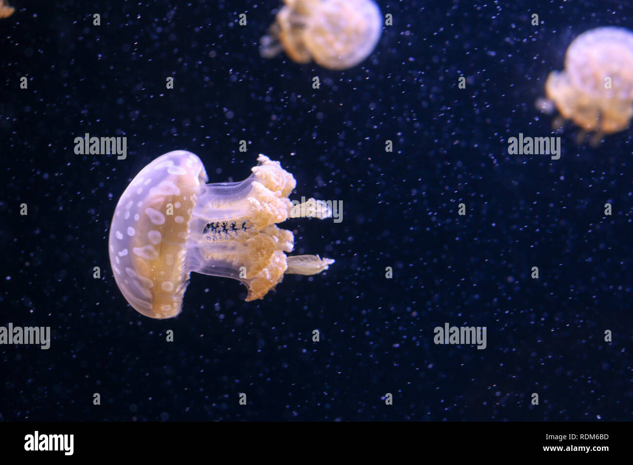 Trio of Spotted lagoon Jellyfish swimming along at the Seattle Aquarium with a very shallow depth of field Stock Photo
