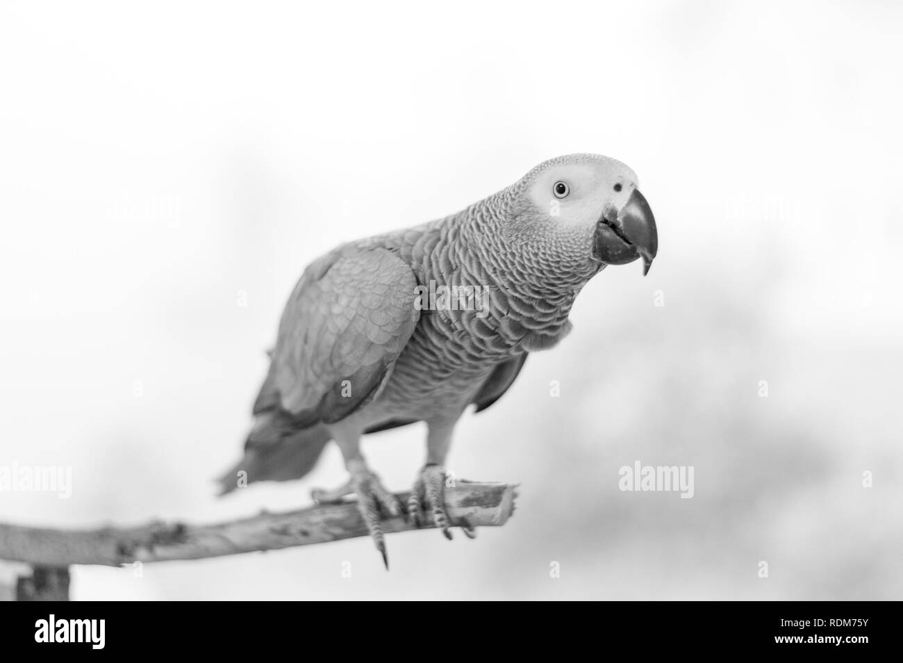 African gray parrot black and white photo Stock Photo