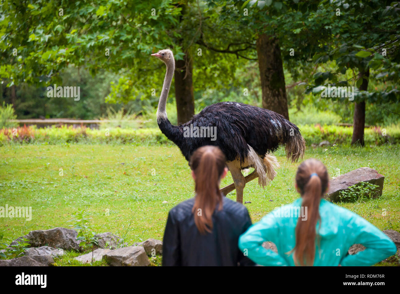 Two young girl looking at ostrich in the zoo at Ljubljana, Slovenia Stock Photo
