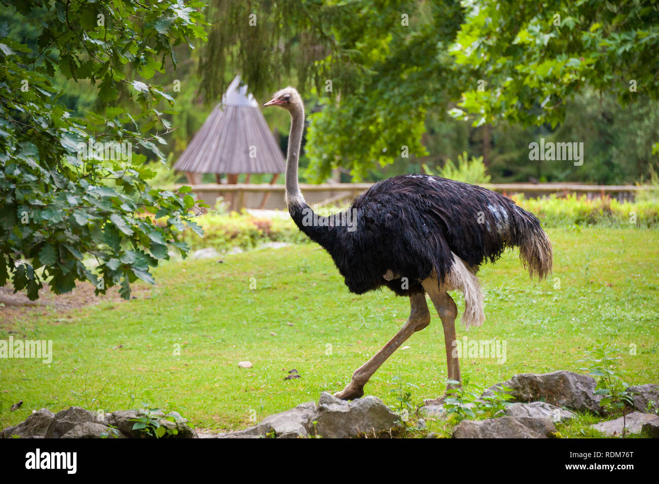 Ostrich outdoor walking at Zoo in Ljubljana, Slovenia Stock Photo
