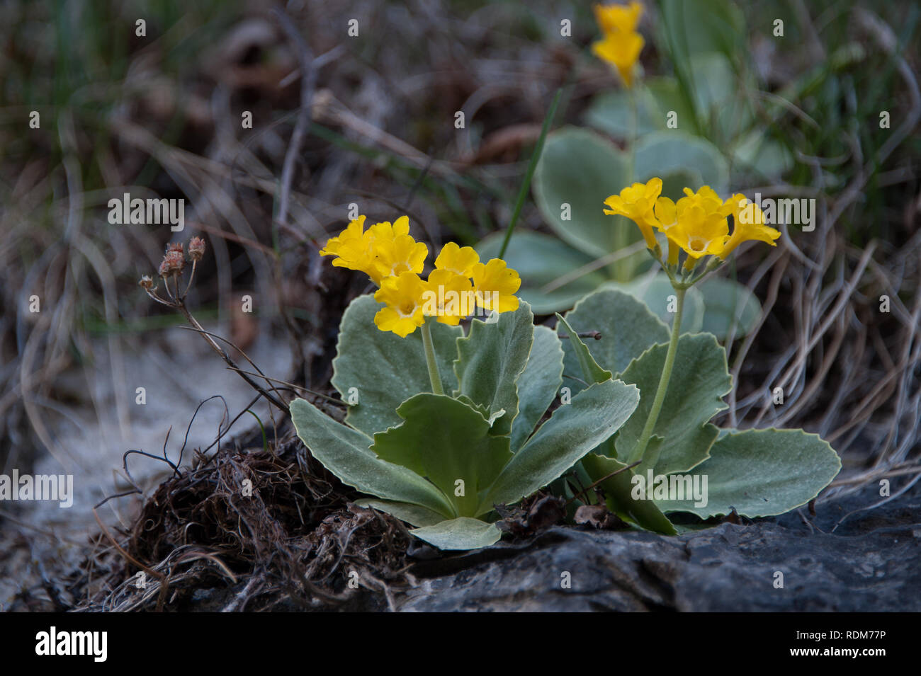 Auricula, mountain cowslip or bear's ear in blooming Stock Photo