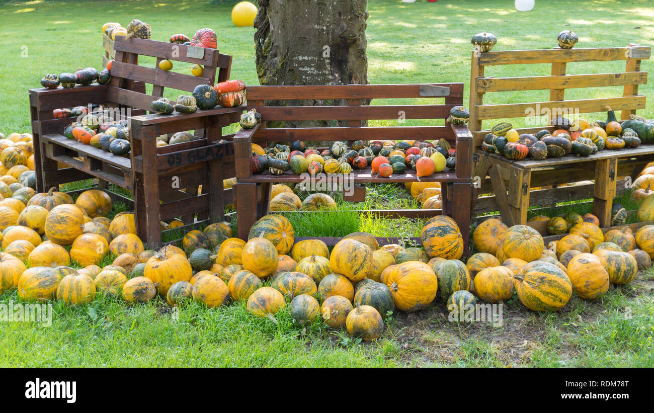 Bench with many pumpkins around Stock Photo