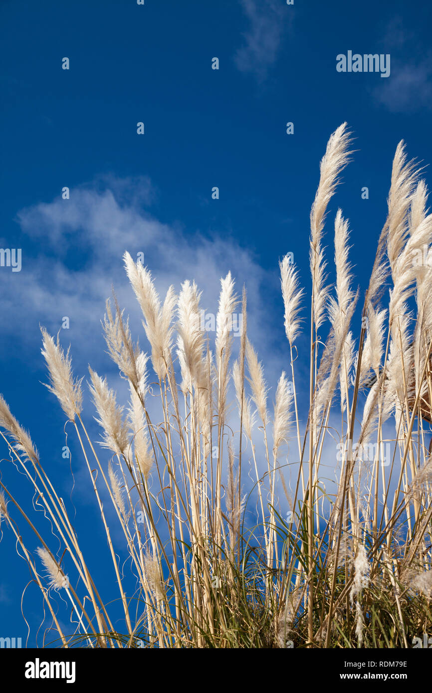 Pampas grass texture hires stock photography and images Alamy