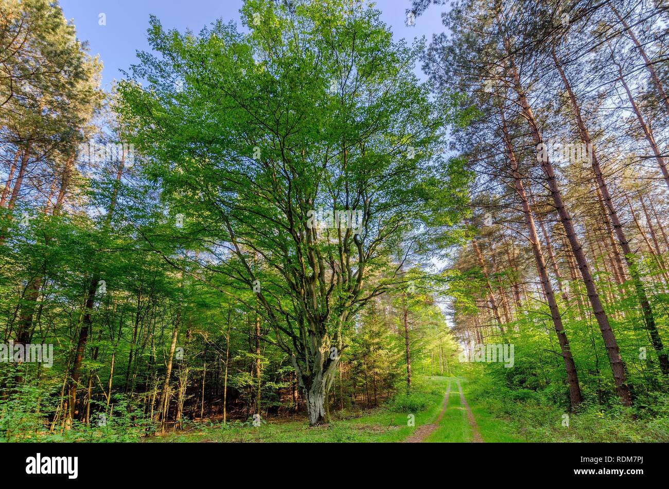 A wide beech on a forest road. Warmian-masurian province, Poland. Stock Photo