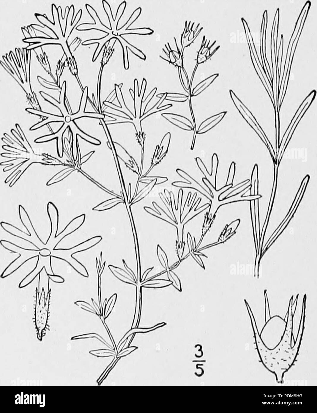 . An illustrated flora of the northern United States, Canada and the British possessions, from Newfoundland to the parallel of the southern boundary of Virginia, and from the Atlantic Ocean westward to the 102d meridian. Botany; Botany. POLEMONIACEAE. Vol. III. 8. Phlox divaricata L. Wild Blue Phlox. Fig. 3461. Phlox divaricata L. Sp. PI. 152. 1753. Finely viscid-pubescent; stems ascending or diffuse, slender, producing creeping or ascend- ing leafy shoots from the base. Leaves of the sterile shoots oblong or ovate, obtuse, i'-2' long, those of the flowering stems lanceolate, ovate-lanceolate, Stock Photo