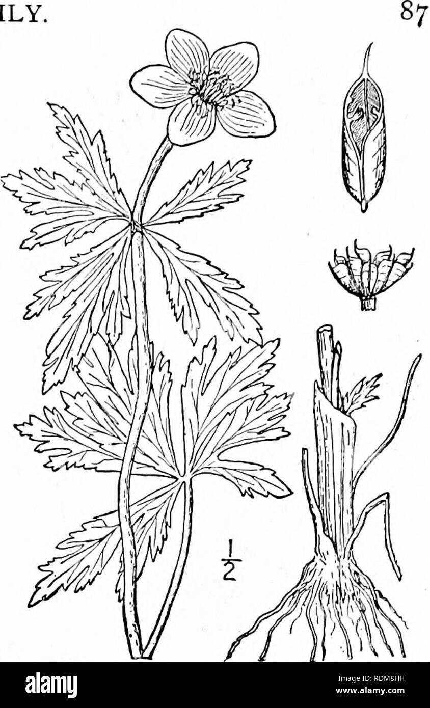 . An illustrated flora of the northern United States, Canada and the British possessions, from Newfoundland to the parallel of the southern boundary of Virginia, and from the Atlantic Ocean westward to the 102d meridian. Botany; Botany. Genus 3. CROWFOOT FAMILY.. I. Trollius laxus Salisb. American Globe- flower. Fig. 1856. Trollius americanus Muhl. Trans. Amer. Phil. Soc. 3: 172, name only. 1791. Trollius laxus Salisb. Trans. Linn. Soc. 8: 303. 1803. Stems slender, weak, ascending, i°-2° long. Leaves all but the upper petioled (the lower peti- oles sometimes a foot long), palmately S-7-parted, Stock Photo