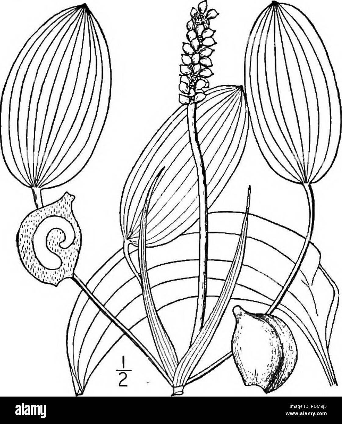 . An illustrated flora of the northern United States, Canada and the British possessions, from Newfoundland to the parallel of the southern boundary of Virginia, and from the Atlantic Ocean westward to the 102d meridian. Botany; Botany. 2. Potamogeton Oakesianus Robbins. Oakes' Pondweed. Fig. 175. Potamogeton Oakesianus Robbins in A. Gray, Man. Ed. s, 48S. 1867. Stems very slender, often much branched from below. Floating leaves elliptic, mostly obtuse, rounded or slightly subcordate at the base, 1/-2' long, s&quot;-9&quot; wide, 12-20-nerved; petioles 2'-6' long; submerged leaves mere capilla Stock Photo