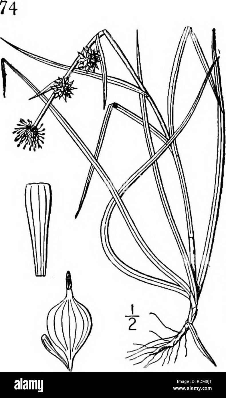 . An illustrated flora of the northern United States, Canada and the British possessions, from Newfoundland to the parallel of the southern boundary of Virginia, and from the Atlantic Ocean westward to the 102d meridian. Botany; Botany. SPARGANIACEAE. Vol. I. 13. Sparganium minimum Fries. Small Bur-reed. Fig- I73- Sparganium natans Oeder. Fl. Dan. 2s: 5. 1764. Not S. natans L. 1753- Sparganium minimum Fries, Summa Veg. Scand. 2: 560. 1849. Sparganium angustifolium A. Gray, Man. Ed. 5, 430. 1856. Not S. angustifolium Michx. 1803. Stem floating and sometimes elongated, or decumbent, as- cending  Stock Photo