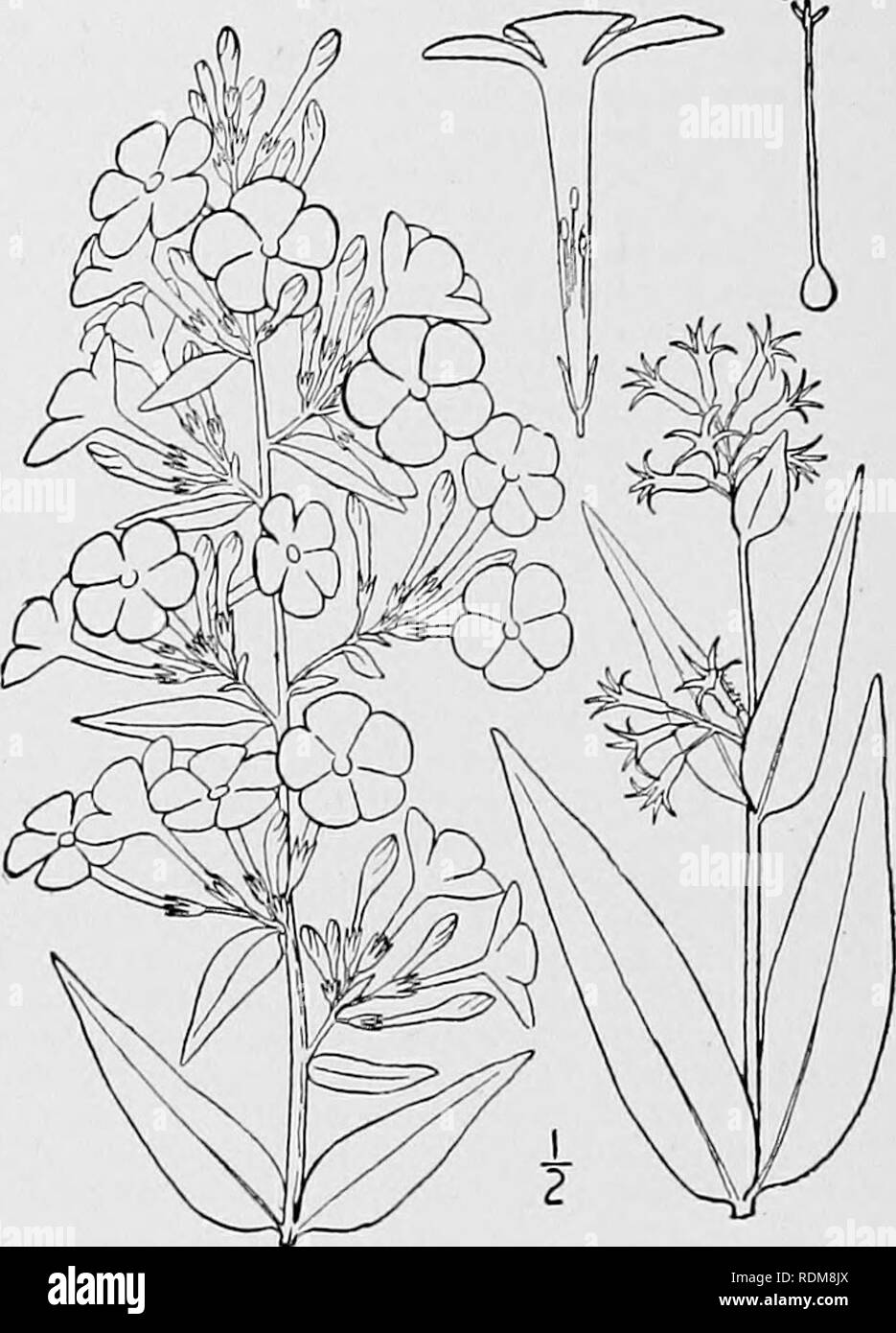 . An illustrated flora of the northern United States, Canada and the British possessions, from Newfoundland to the parallel of the southern boundary of Virginia, and from the Atlantic Ocean westward to the 102d meridian. Botany; Botany. POLEMONIACEAE. Vol. III. 2. Phlox amplifolia Britton. Large-leaved Phlox. Fig. 3455. Phlox amplifolia Britton, Man. 757. 1901. Stem villous or glandular-villous, at least above, 2°-3h° high. Leaves large and broad, 2i'-6' long, 1Y-2V wide, roughish above, the upper sessile, the lower ones, or some of them, narrowed, usually abruptly, into winged petioles which  Stock Photo