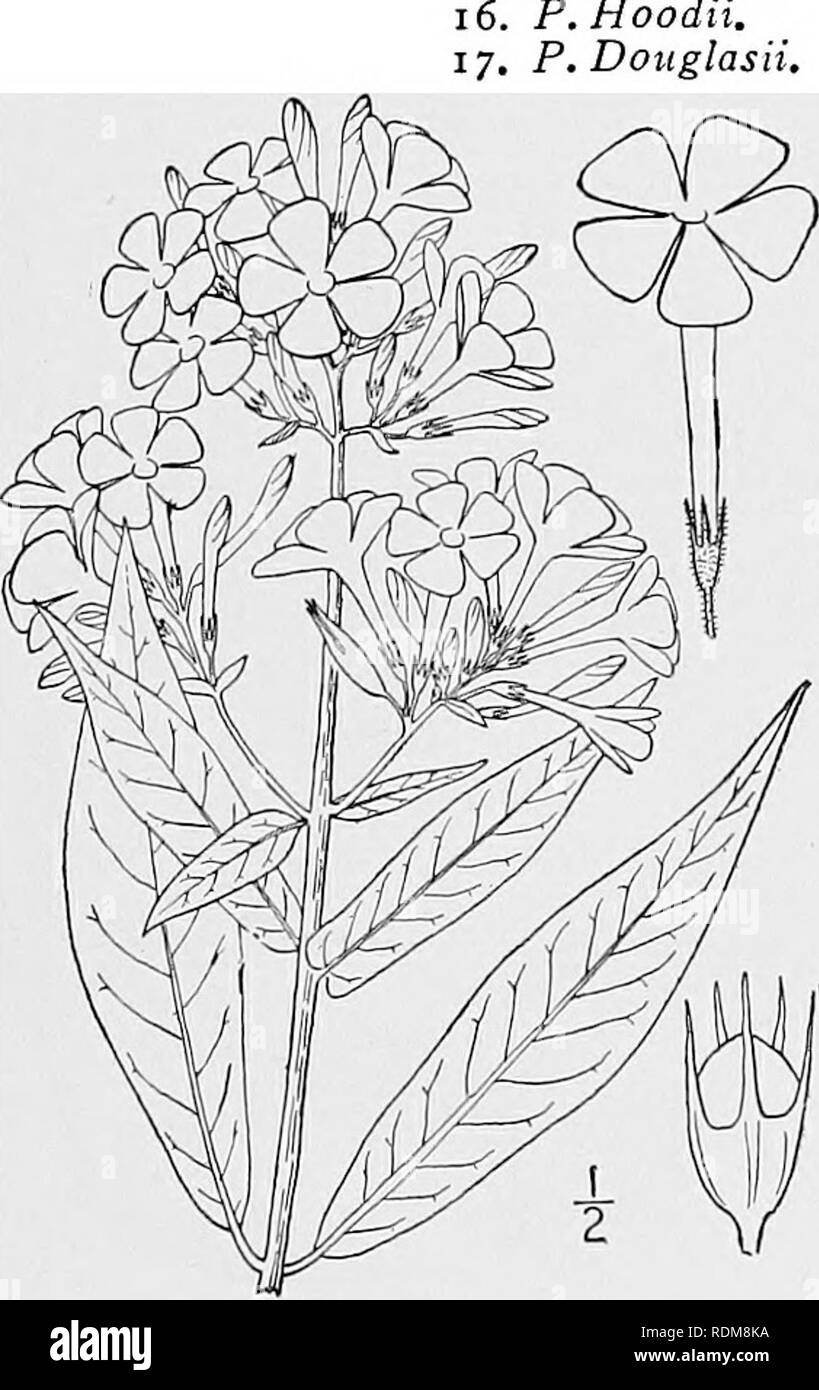 . An illustrated flora of the northern United States, Canada and the British possessions, from Newfoundland to the parallel of the southern boundary of Virginia, and from the Atlantic Ocean westward to the 102d meridian. Botany; Botany. Genus i. PHLOX FAMILY. 53 Calyx not distended nor ruptured by the capsule; leaves alternate. Calyx-teeth herbaceous, not spinulose-tipped. Stamens declined ; leaves pinnate. Stamens straight and leaves entire in our species. Calyx-teeth spinulose-tipped ; leaves pinnatifid. Polemonium. Collomia. Naverretia. 1. P.paniculata. 2. P. amplifolia. 3. P. maculata. P.  Stock Photo