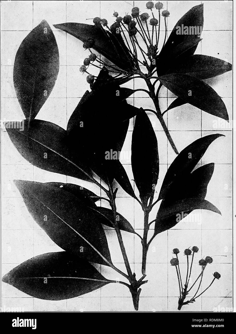 . Handbook of the trees of the northern states and Canada east of the Rocky Mountains, photo-descriptive . Trees. MOUNTAIN LAUREL. CALICO-BUSH. Kahnia latifolia L.. Fig. 437. Branchlet with mature leaves and fruit, i ; branchlet with leaves and flower-buds for the next season, 2. 438. A burly forest trunk. Highlands, N. C. 439. Wood structure magnified 15 diameters.. Please note that these images are extracted from scanned page images that may have been digitally enhanced for readability - coloration and appearance of these illustrations may not perfectly resemble the original work.. Hough, Ro Stock Photo