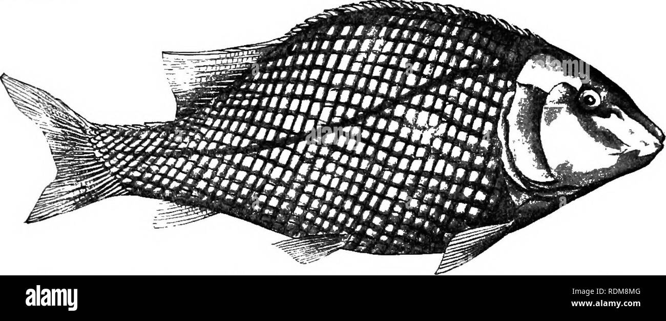 . A guide to the study of fishes. Fishes; Zoology; Fishes. 24 The