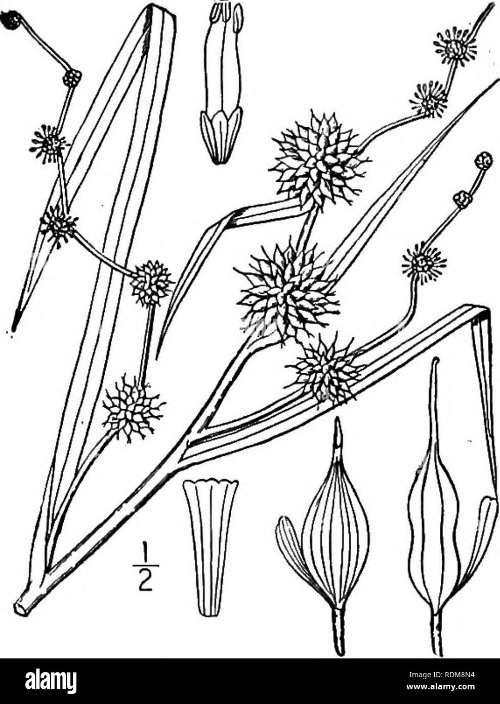 . An illustrated flora of the northern United States, Canada and the British possessions, from Newfoundland to the parallel of the southern boundary of Virginia, and from the Atlantic Ocean westward to the 102d meridian. Botany; Botany. 3. Sparganium americanum Nutt. Nuttall's Bur- reed. Fig. 163. Sparganium americanum Nutt. Gen. 2: 203. 1818. Sparganium simplex Nuttallii Engelm.: A. Gray, Man. Ed. 5, 481. 1867. Stem simple or nearly so, 1 °-2j° high; leaves i°-3i° long, keeled, somewhat scarious-margined near the base; bracts, at least the lower ones, similar to the leaves, but shorter, dilat Stock Photo