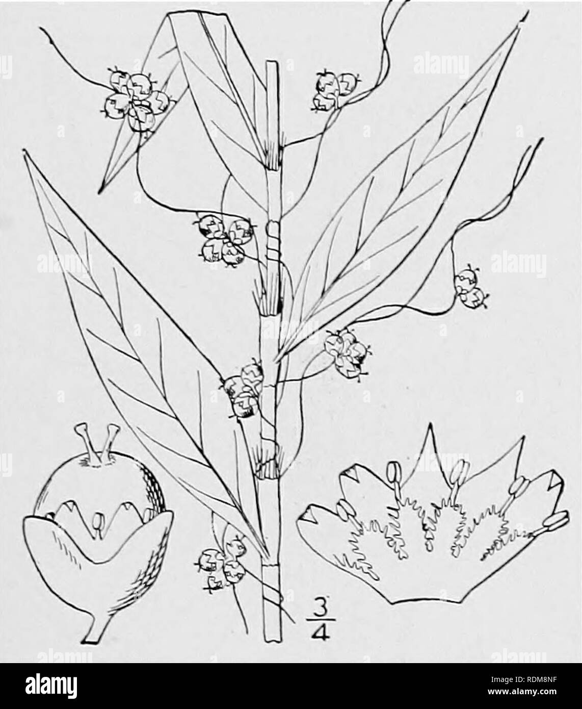 . An illustrated flora of the northern United States, Canada and the British possessions, from Newfoundland to the parallel of the southern boundary of Virginia, and from the Atlantic Ocean westward to the 102d meridian. Botany; Botany. 3. Cuscuta arvensis Beyrich. Field Dodder. Love-vine. Fig. 3444. Cuscuta arvensis Beyrich ; Hook. Fl. Bor. Am. 2: 77. As synonym. 1834, Plant pale yellow; stems filiform, the flowers nearly sessile in small clusters. Calyx broad, S-lobed, the lobes broad, obtuse; corolla nearly campanulate, S-lobed, the lobes acute or acumi- nate, as long as the tube, their tip Stock Photo