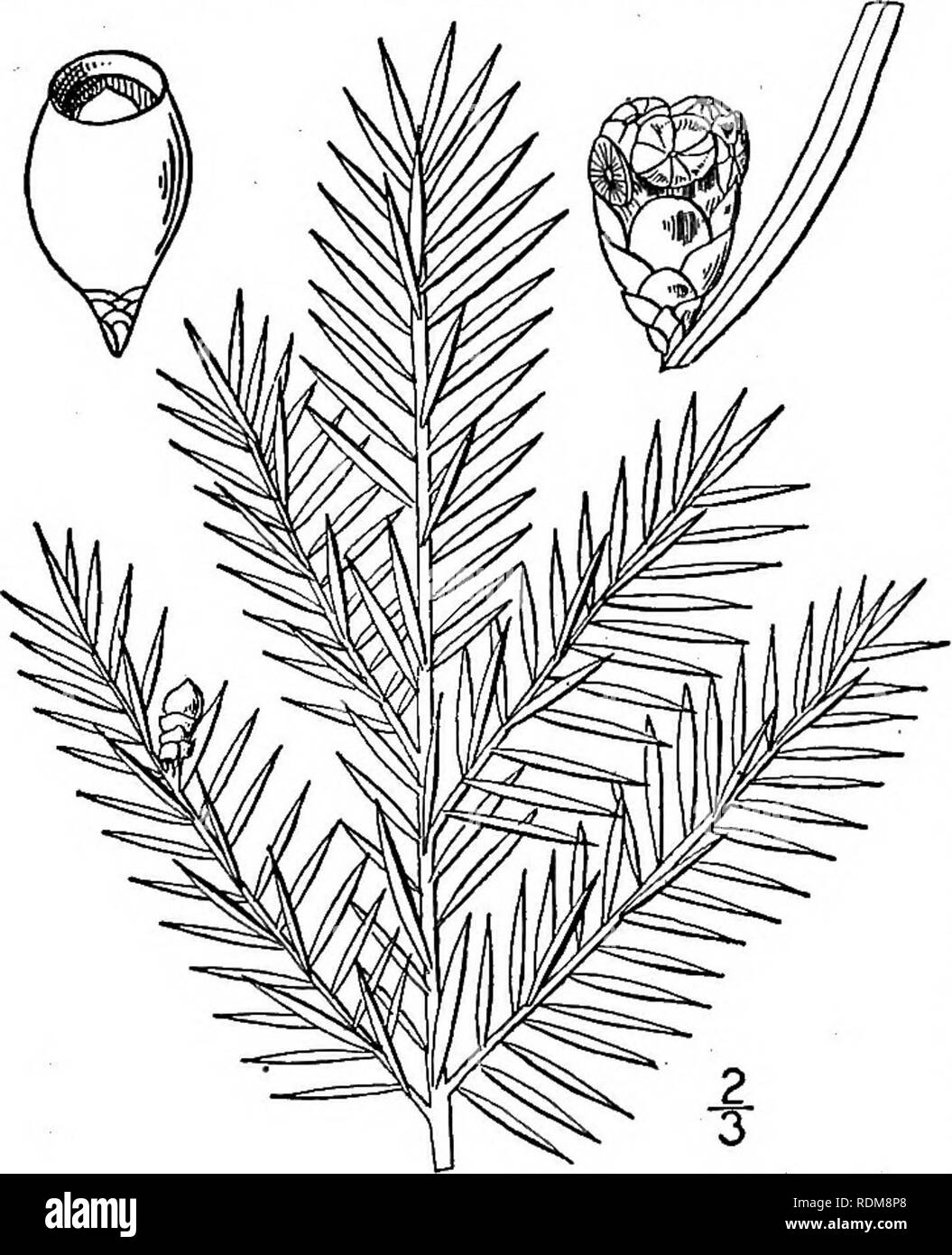 . An illustrated flora of the northern United States, Canada and the British possessions, from Newfoundland to the parallel of the southern boundary of Virginia, and from the Atlantic Ocean westward to the 102d meridian. Botany; Botany. 4. Juniperus horizontalis Moench. Shrubby Red Cedar. Creeping Juniper. Fig. 157. Juniperus horizontalis Moench, Meth. 699. 1794. Juniperus prostrate Pers. Syn. 2: 632. 1807. Juniperus Sabina var. procumbens Pursh, Fl. Am. Sept. 647. 1814. A depressed, usually procumbent shrub, seldom more than 40 high. Leaves similar to those of the preced- ing species, those o Stock Photo