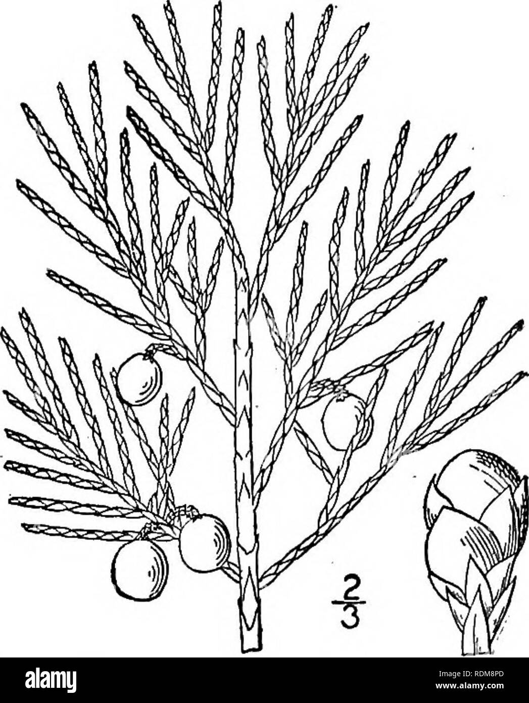 . An illustrated flora of the northern United States, Canada and the British possessions, from Newfoundland to the parallel of the southern boundary of Virginia, and from the Atlantic Ocean westward to the 102d meridian. Botany; Botany. Genus 9. PINE FAMILY, CONIFERS. 67. 4. Juniperus horizontalis Moench. Shrubby Red Cedar. Creeping Juniper. Fig. 157. Juniperus horizontalis Moench, Meth. 699. 1794. Juniperus prostrate Pers. Syn. 2: 632. 1807. Juniperus Sabina var. procumbens Pursh, Fl. Am. Sept. 647. 1814. A depressed, usually procumbent shrub, seldom more than 40 high. Leaves similar to those Stock Photo