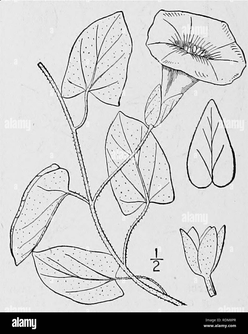 . An illustrated flora of the northern United States, Canada and the British possessions, from Newfoundland to the parallel of the southern boundary of Virginia, and from the Atlantic Ocean westward to the 102d meridian. Botany; Botany. CONVOLVULACEAE. Vol. III. i. Convolvulus sepium L. Hedge or Great Bindweed. Lily-bind. Fig. 3436. Convolvulus sepium L. Sp. PI. 153. 1753- Convolvulus sepium var. americanus Sims, Bot. Mag. pi. 732. 1804. Calystegia sepium R. Br. Prodr. Fl. Nov. Holl. 1: 483. 1810. Glabrous or sparingly pubescent; stems ex- tensively trailing or high-twining, 3°-io° long. Leave Stock Photo