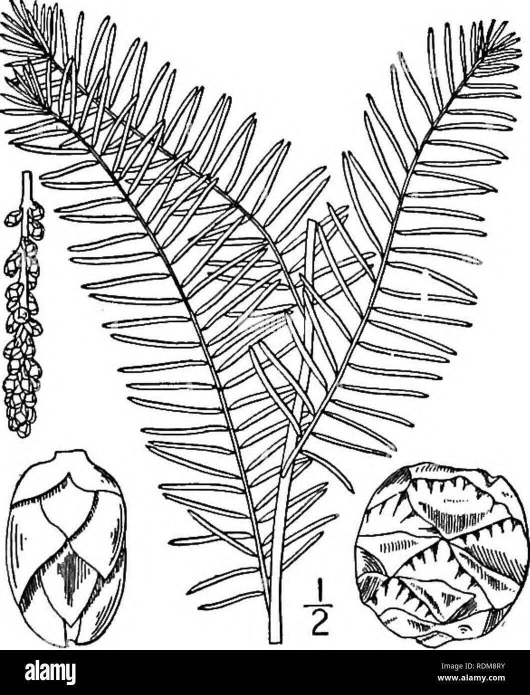 . An illustrated flora of the northern United States, Canada and the British possessions, from Newfoundland to the parallel of the southern boundary of Virginia, and from the Atlantic Ocean westward to the 102d meridian. Botany; Botany. 64 PINACEAE. Vol. I. so, the scales thick and woody, rhomboid, fitting closely together by their margins, each marked with a triangular scar at its base. Seeds large, sharply triangular-pyramidal. [Name Greek, referring to the yew-like leaves.] Three known species, the following of southeastern North America, one Mexican. Type species: Taxodium distichum (L.) L Stock Photo