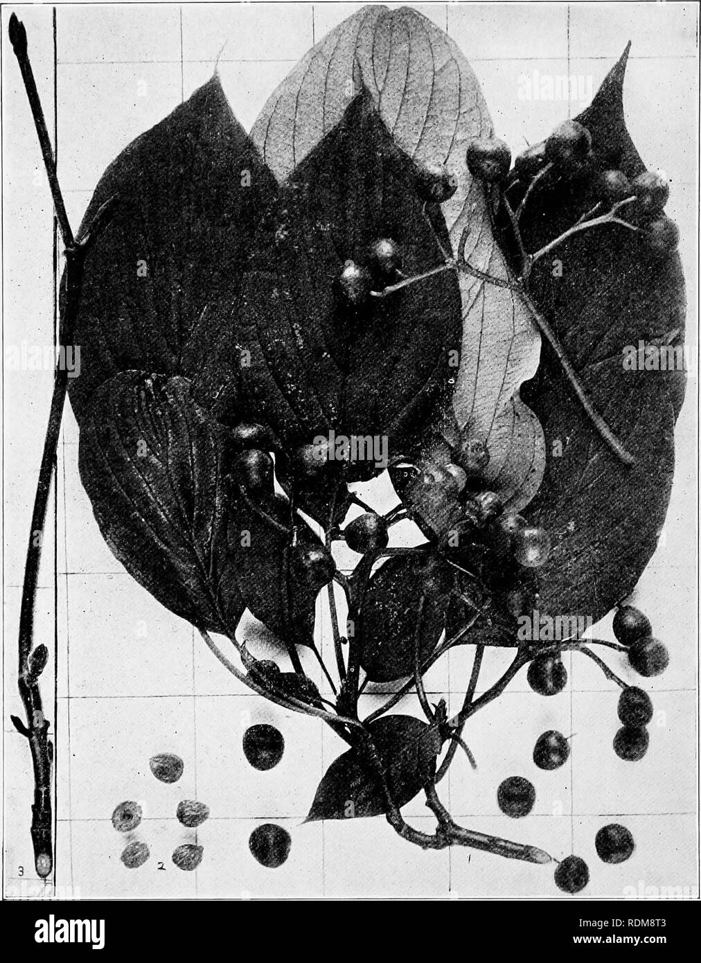 . Handbook of the trees of the northern states and Canada east of the Rocky Mountains, photo-descriptive . Trees. BLUE-FRUITED DOGWOOD. ALTERNATE-LEAF DOGWOOD. Cornns altemifolia L.. Fig. 422. Branchlet with mature leaves and fruit, i ; isolated nutlets, 423. Trunk of large tree, about i ft. in diameter, in Lewis Co., N 424. Wood structure magnified 15 diameters. 2 ; branchlet in winter, 3.. Please note that these images are extracted from scanned page images that may have been digitally enhanced for readability - coloration and appearance of these illustrations may not perfectly resemble the  Stock Photo
