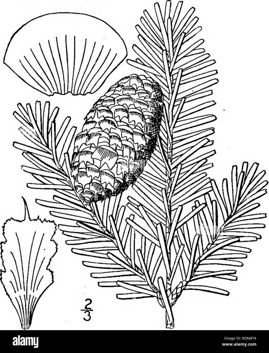 . An illustrated flora of the northern United States, Canada and the British possessions, from Newfoundland to the parallel of the southern boundary of Virginia, and from the Atlantic Ocean westward to the 102d meridian. Botany; Botany. Abies balsamea 1768. A slender forest tree attaining a maximum height of about go° and a trunk diameter of 3°, usually much smaller and on mountain tops and in high arctic regions reduced to a low shrub. Bark smooth, warty with resin &quot; blis- ters.&quot; Leaves fragrant in drying, less than 1&quot; wide, 6&quot;-io&quot; long, obtuse, dark green above, pale Stock Photo