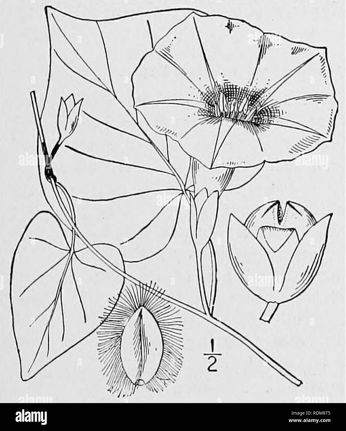 . An illustrated flora of the northern United States, Canada and the British possessions, from Newfoundland to the parallel of the southern boundary of Virginia, and from the Atlantic Ocean westward to the 102d meridian. Botany; Botany. 2. Quamoclit coccinea (L.) Moench. Small Red Morning-glory. Fig. 3429. Ipomoea coccinea L. Sp. PI. 160. 1753. /. hederaefolia L. Syst. Ed. 10, 925. 1759. Quamoclit coccinea Moench, Meth. 453. 1794. Annual, glabrous or puberulent, stem twining to a height of several feet or trailing. Leaves ovate to orbicular, deeply cordate, long-acumi- nate, 2-6' long, entire1 Stock Photo