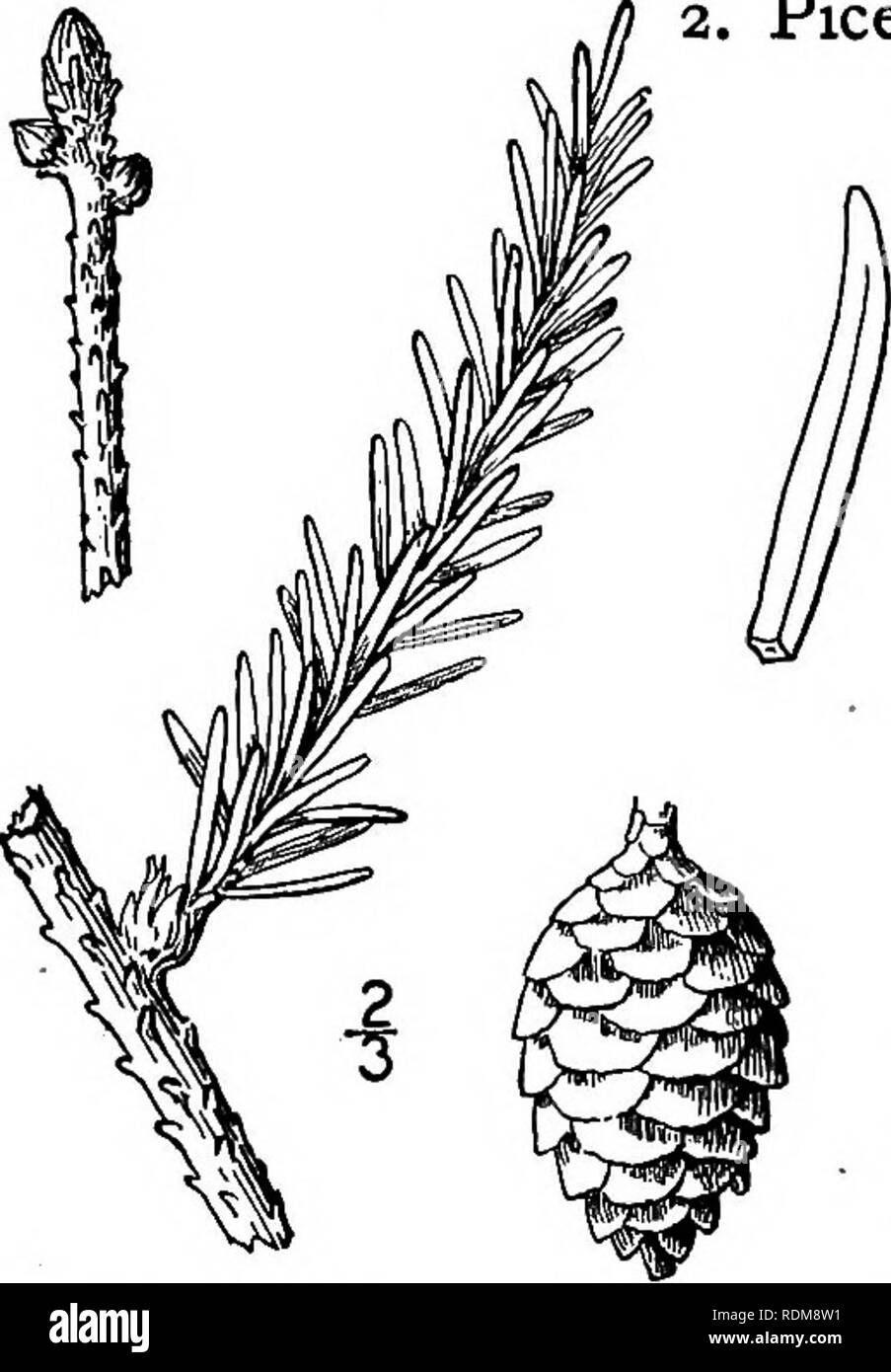 . An illustrated flora of the northern United States, Canada and the British possessions, from Newfoundland to the parallel of the southern boundary of Virginia, and from the Atlantic Ocean westward to the 102d meridian. Botany; Botany. 2. Picea mariana (Mill.) B.S.P. Black Spruce. Fig. 144. Abies mariana Mill. Gard. Diet. Ed. 8, No. 5. 1768. Pinus nigra Ait. Hort Kew. 3: 370. 1789. Abies nigra Desf. Hist. Arb. 2: 580. 1809. Picea nigra Link, Linnaea, 15 : 520. 1841. Picea mariana B.S.P. Prel. Cat. N. Y. 71, 1888. Picea brevifolia Peck, Spruces of the Adirondacks 13. 1897. A slender tree, some Stock Photo